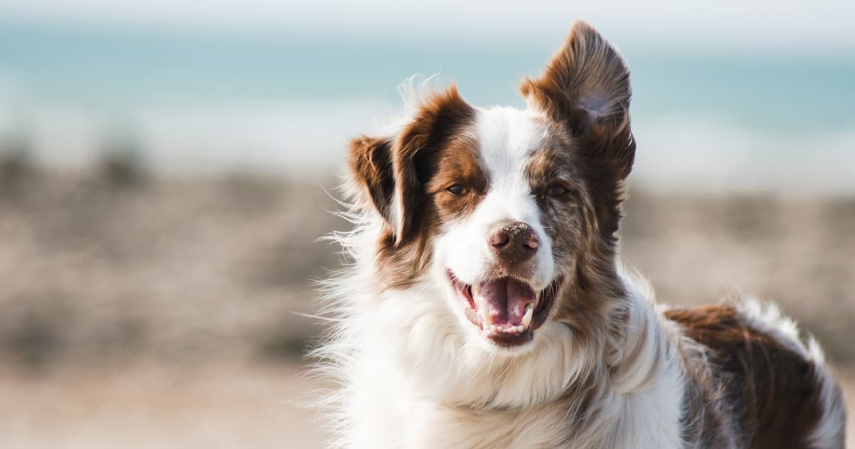 The Only Two Questions a Business Can Legally Ask About Your Service Dog