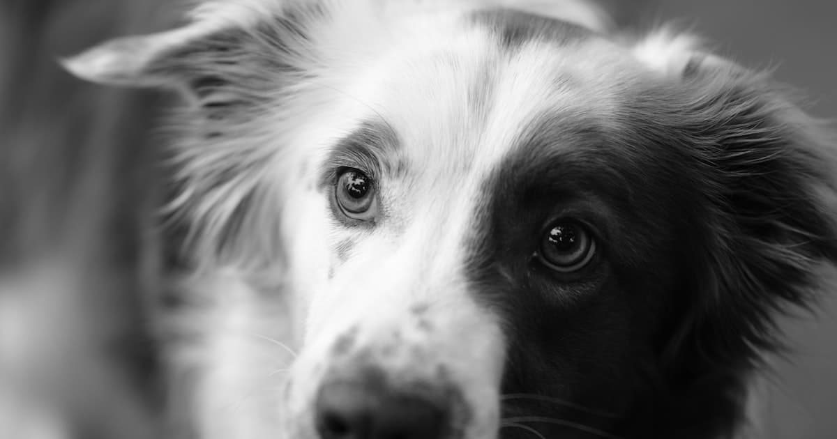Border Collie: Extraordinary Intelligence, Demanding Partnership