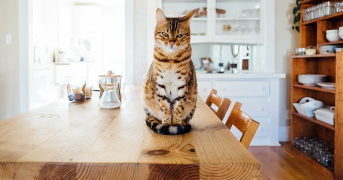 Cats as Emotional Support Animals: The Quiet Power of Feline Companionship