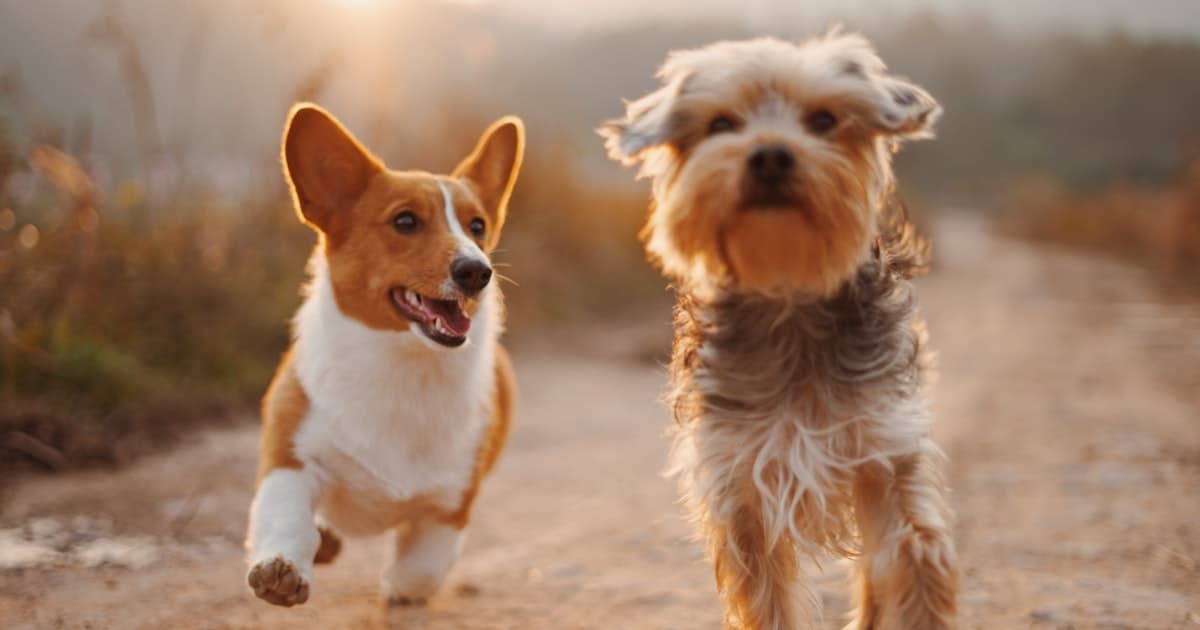Pembroke Welsh Corgi: An Alert, Affectionate ESA With More Than Royal Charm