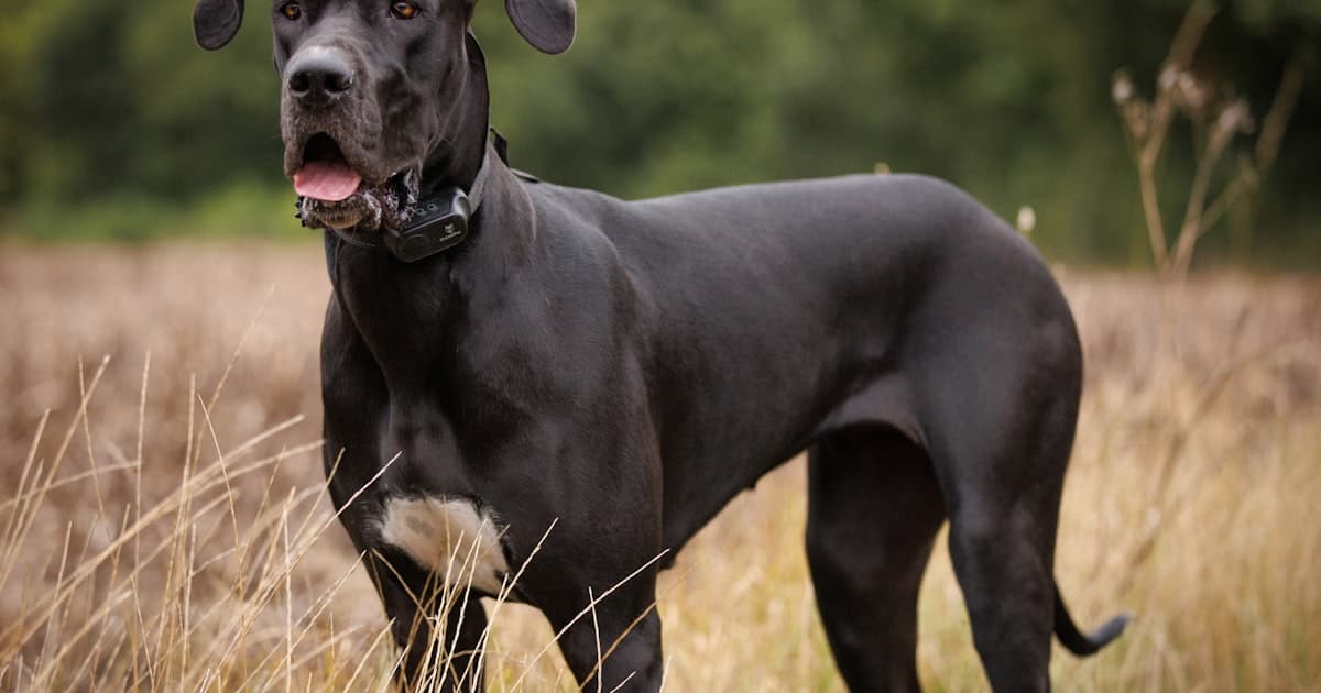 Great Dane: Gentle Giant of Mobility and Psychiatric Service Work