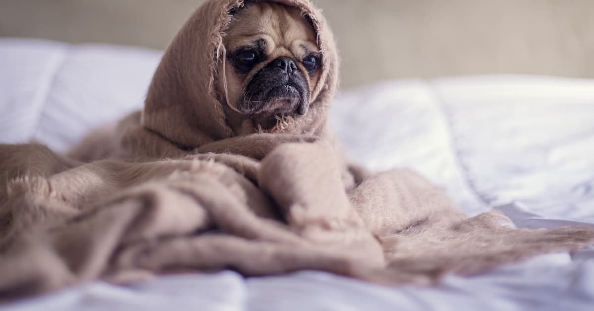 Pug: Small Dog, Big Emotional Presence