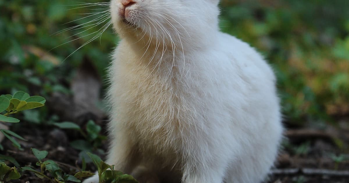 Rabbits as Emotional Support Animals: Gentle, Quiet, and Surprisingly Therapeutic