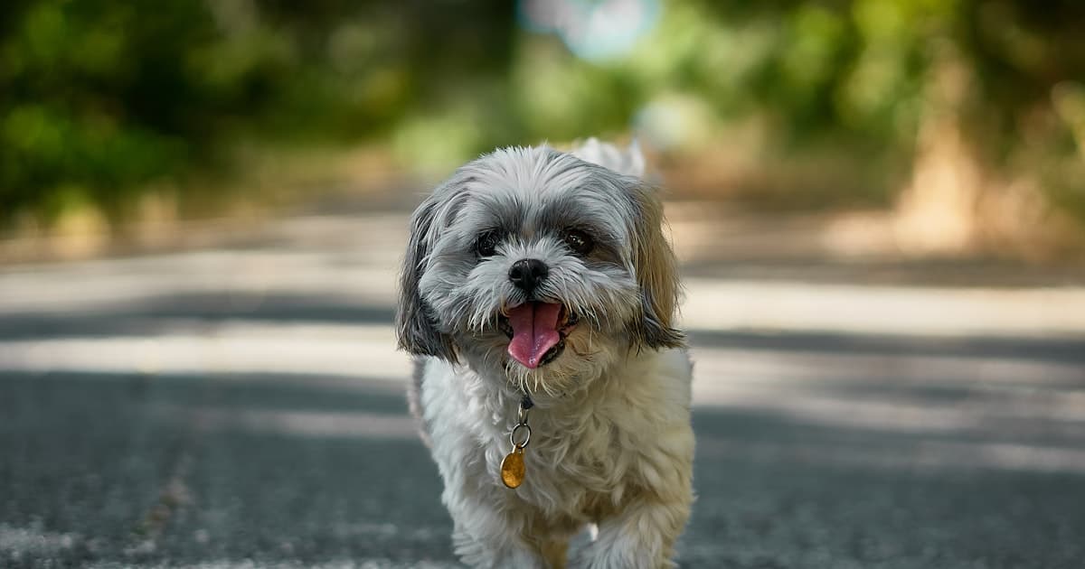 Shih Tzu: Ancient Companion Breed With Genuine ESA Depth