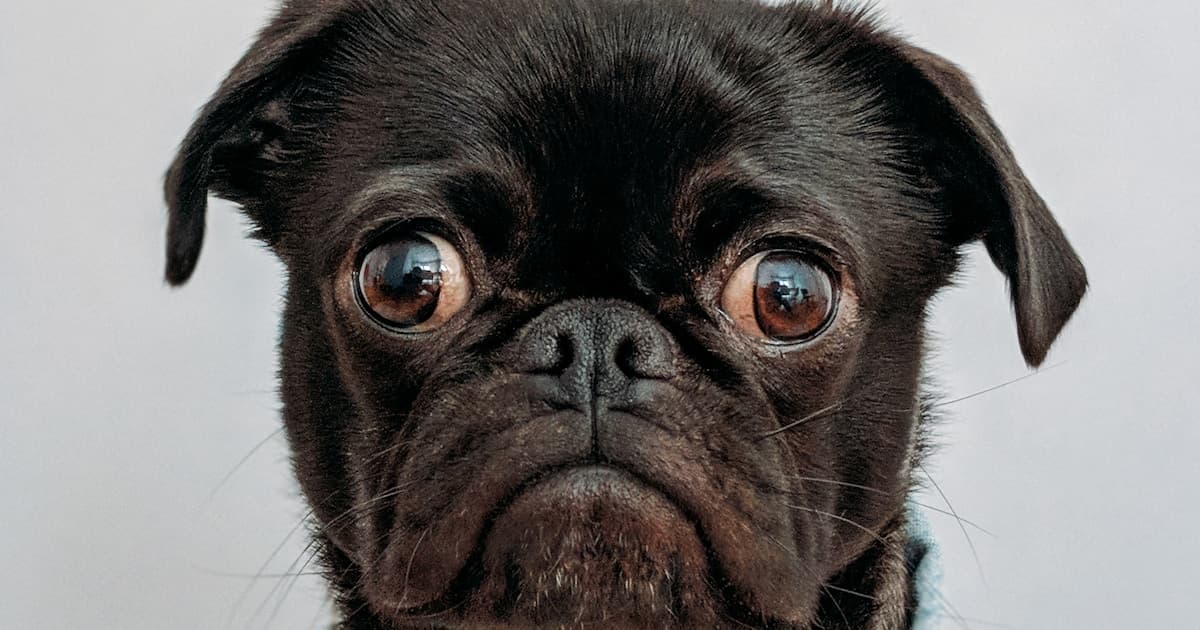 What Tasks Does a Psychiatric Service Dog Perform?